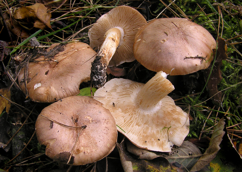 Tricholoma populinum